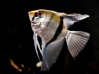 Angelfish in aquarium with dark background, angelfish isolate