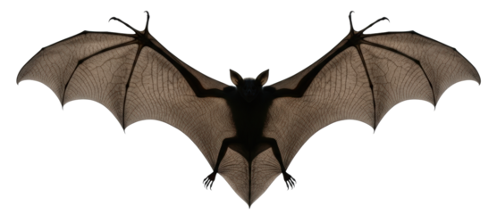 A Detailed Brown Bat With Wings Spread Wide isolated on Transparent Background