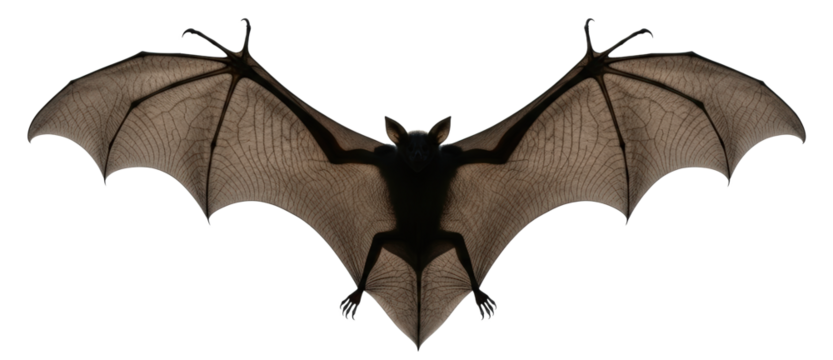 A Detailed Brown Bat With Wings Spread Wide isolated on Transparent Background