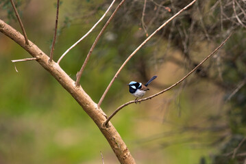 Male superb Fairy wren