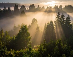 Sun rays stream through forest fog, creating ethereal scene