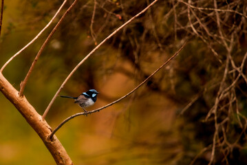 Male superb Fairy wren