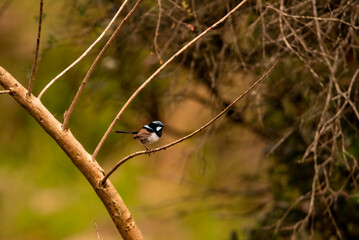 Male superb Fairy wren