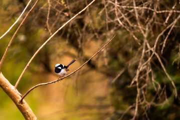 Male superb Fairy wren