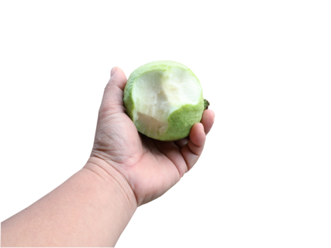 A person's hand holds a partially bitten green guava.