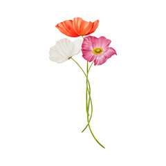 Set of wildflowers bouquet watercolor on isolated background. Poppy wildflower arrangement