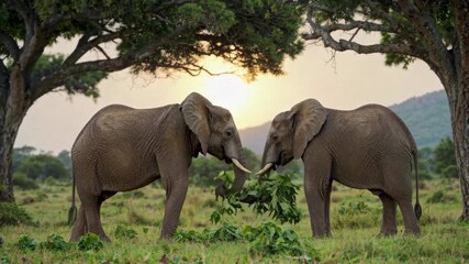 Scene of elephants eating in African grasslands African elephants share food