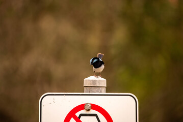 Fairy wren on a sign