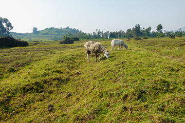 Two tied sheep grazing in field in Volcanoes National Park