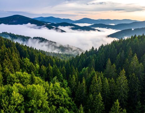 Aerial view of a lush green forest, with layers of hills and mountains obscured by a blanket of low-lying clouds