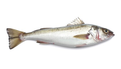A high-quality studio shot of a raw sea bass fish isolated on a white background