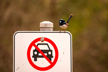 Fairy wren on a sign