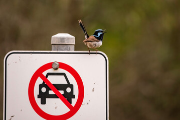 Fairy wren on a sign