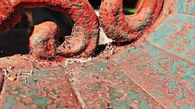 ant with eggs, Indian ants are working