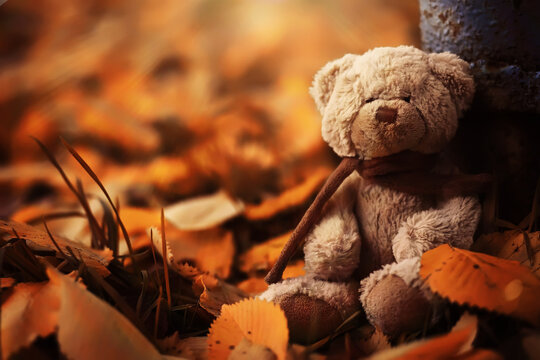 Rear view Teddy bear doll sitting on autum leaves at footpath. Black view lost bear toy looking out on the bicycle path, Lonely ted sitting alone at woodland, International missing children's day - Powered by Adobe