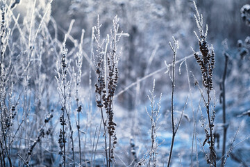 Winter atmospheric landscape with frost-covered dry plants during snowfall. Winter Christmas background