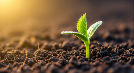 Fresh green seedling growing in rich soil at sunrise. Powerful concept for new life, business growth, startup, and environmental hope.