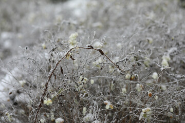 White snow on a bare tree branches on a frosty winter day, close up. Natural background. Selective botanical background.