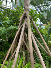 タコノキの気根