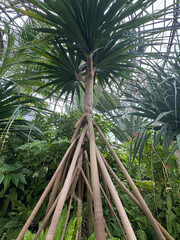 タコノキの気根