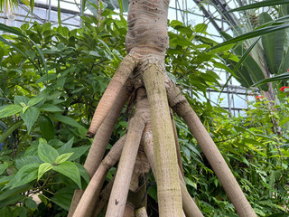 タコノキの気根