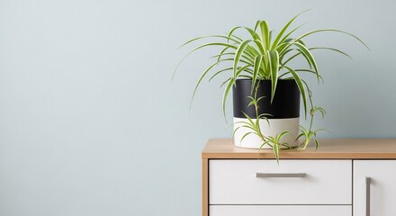 Spider Plant in Modern Pot on a Wooden Cabinet Against a Light Blue Wall