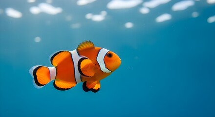 Fototapeta premium A vibrant clownfish swims through clear blue depths, its orange body striped boldly in white and black.