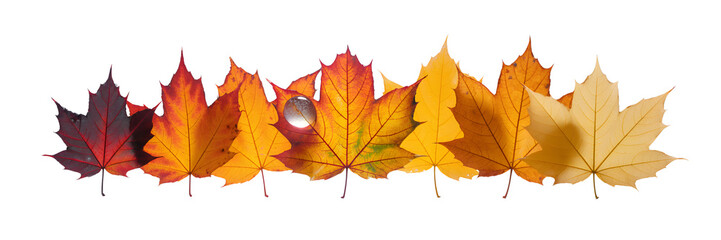 Fototapeta premium Autumn leaves isolated on transparent background showing color change