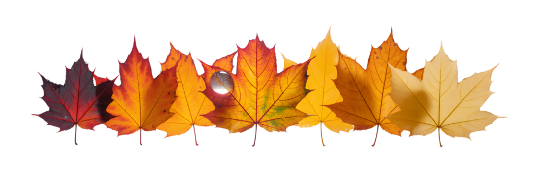 Autumn leaves isolated on transparent background showing color change