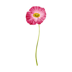 Pink poppy watercolor on isolated background. Poppy flower of wildflower clipart