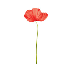 red poppy watercolor on isolated background. Poppy flower of wildflower clipart