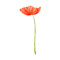 red poppy watercolor on isolated background. Poppy flower of wildflower clipart