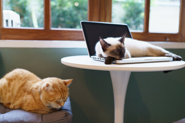Cat on laptop working from home with cat. cat asleep on laptop keyboard assistant cat working at...