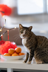 Cat prepare Chinese New Year Celebrations at home. cute domestic shorthair cat putting traditional pendant to the Chinese Lunar New Year for good luck. Chinese word means blessing