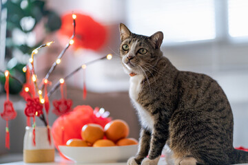 Cat prepare Chinese New Year Celebrations at home. cute domestic shorthair cat putting traditional pendant to the Chinese Lunar New Year for good luck. Chinese word means blessing