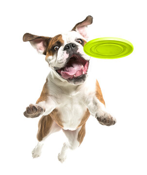 Playful funny French Bulldog pet dog catching a green frisbee isolated PNG cutout, transparent background. Canine training, active happy healthy doggy playing
