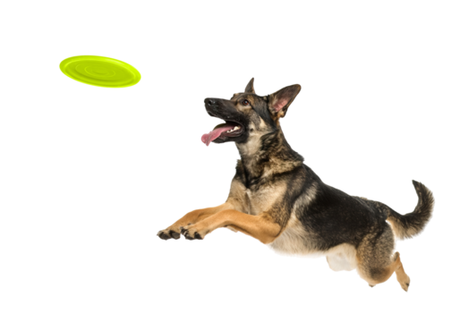 Playful funny German Shepherd pet dog catching a green frisbee isolated PNG cutout, transparent background. Canine training, active happy healthy doggy playing