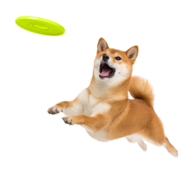 Playful funny shiba inu pet dog catching a green frisbee isolated PNG cutout, transparent background. Canine training, active happy healthy doggy playing