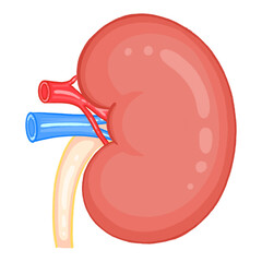Human Kidney Anatomy External Renal Structure