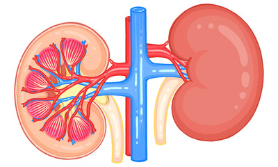 Human Renal System Kidneys With Major Arteries and Veins