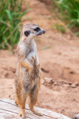 Fototapeta premium Meerkat, Suricata suricatta, on hind legs. Portrait of meerkat standing on hind legs with alert expression. Portrait of a funny meerkat sitting on its hind legs.