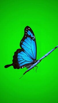 Green Screen morpho menelaus blue butterfly flying on a background beautiful 3d animation with passes of shadow and global illumination 4k scene 2 distortion, overlay, glitch, static noise, scan lines