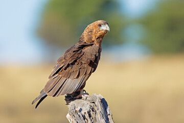 An immature bateleur eagle (Terathopius ecaudatus) perched on a tree stump, Kalahari desert, South Africa