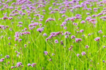 Verbena bonariensis flowers, Argentinian Vervain or Purpletop Vervain, Clustertop Vervain, Tall Verbena, Pretty Verbena, in garden