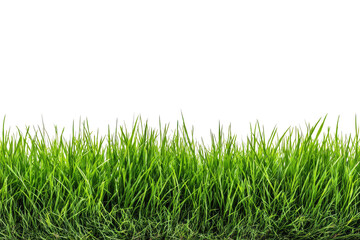 Fototapeta premium Lush green grass field edge