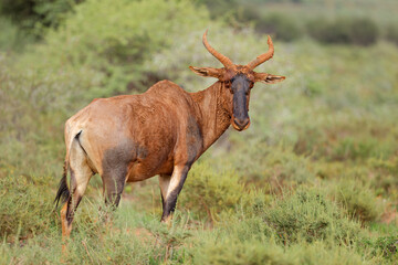 Obraz premium A rare tsessebe antelope (Damaliscus lunatus) in natural habitat, Mokala National Park, South Africa