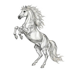 Detailed illustration of a majestic white horse rearing up on its hind legs isolated on transparent background