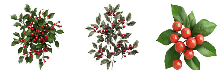 Vibrant red berries on lush green foliage, captured from a top-down perspective. This image features multiple clusters of berries, highlighting the natural beauty of the plant