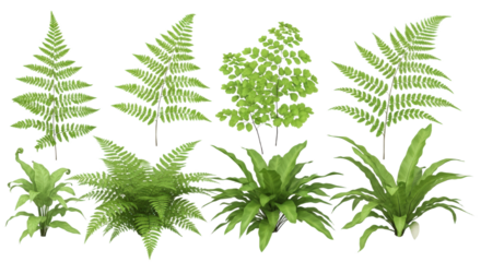Assortment of Lush Green Ferns and Tropical Plants Isolated on Transparent Background