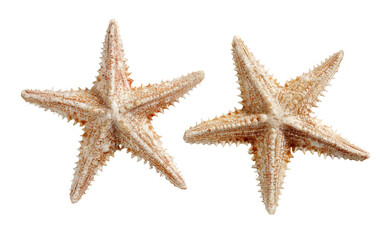 Two starfish, light beige/tan color, detailed texture
